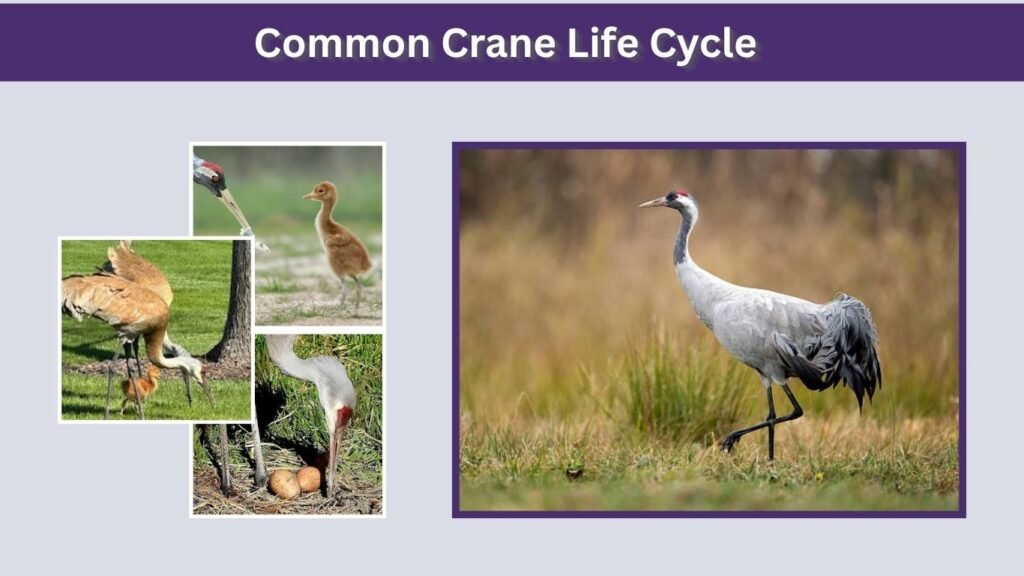 Common Crane Life Cycle