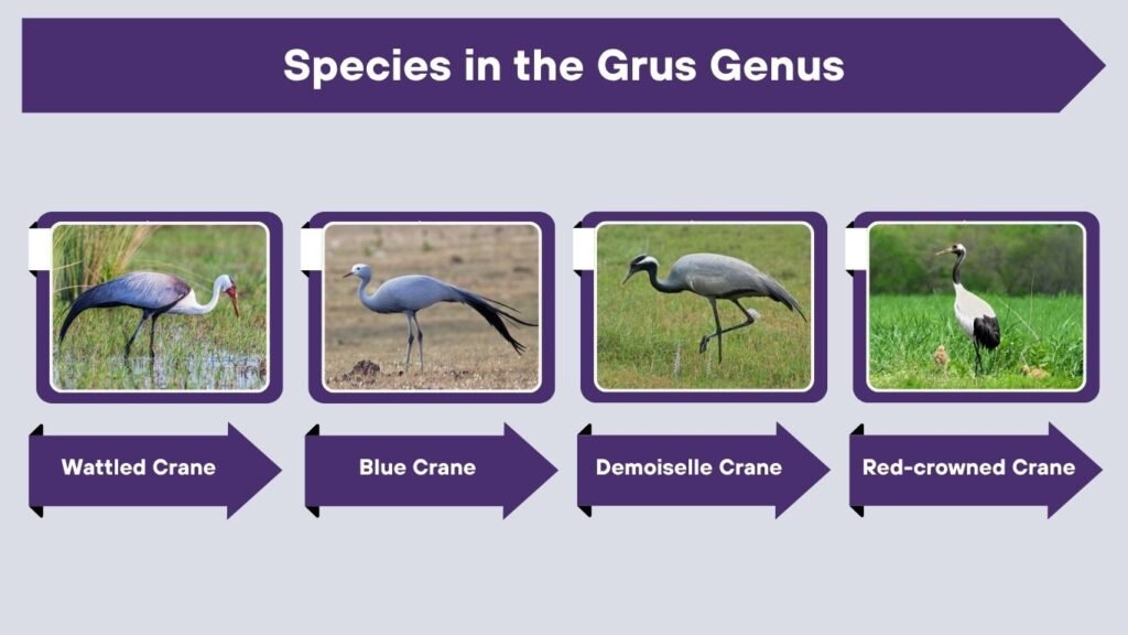 Species in the Grus Genus