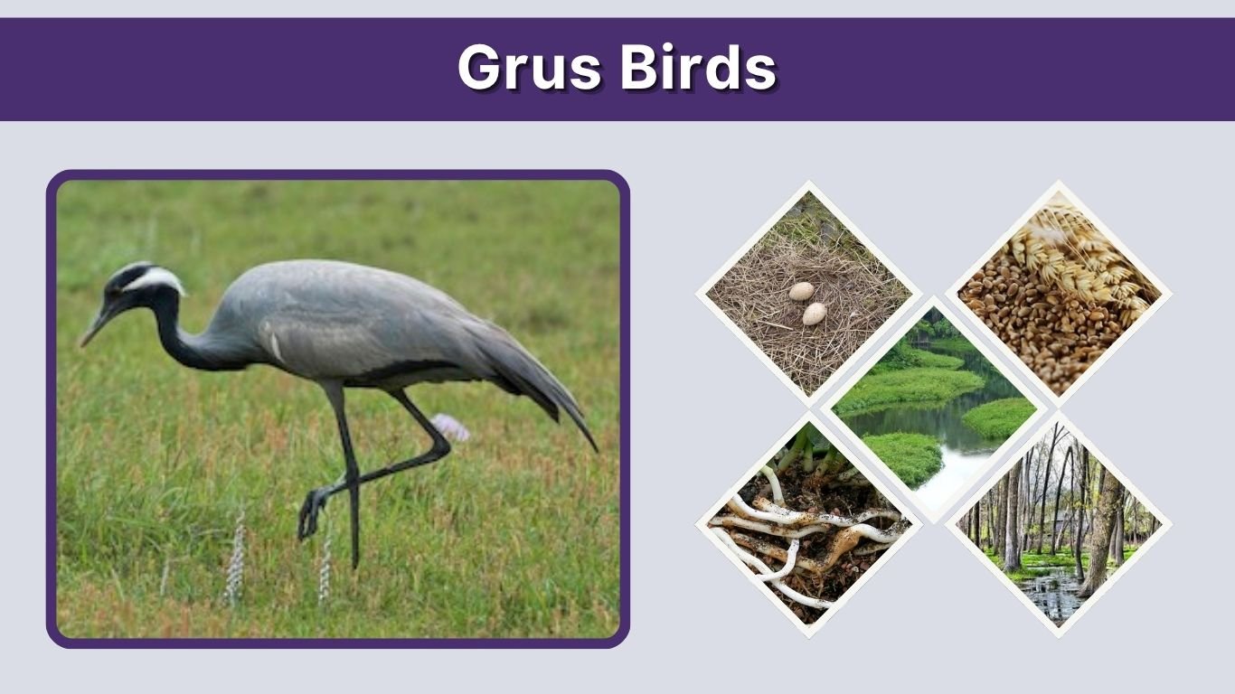 Grus Birds: Species, Size, Habitat, Diet, and Life Cycle
