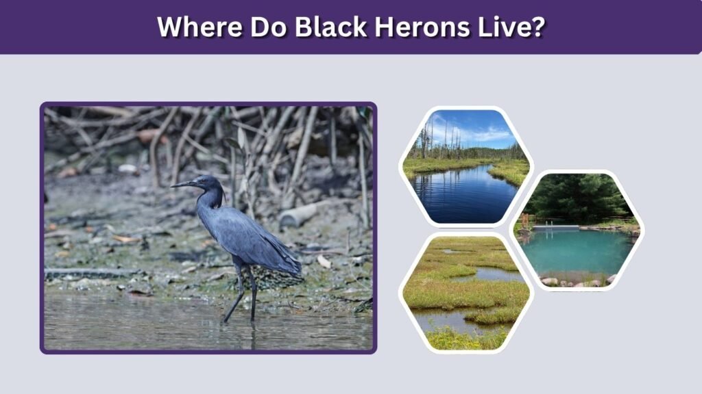 Where Do Black Herons Live?