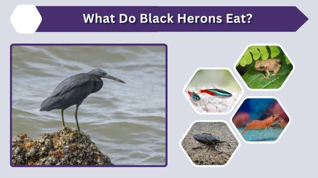 What Do Black Herons Eat?