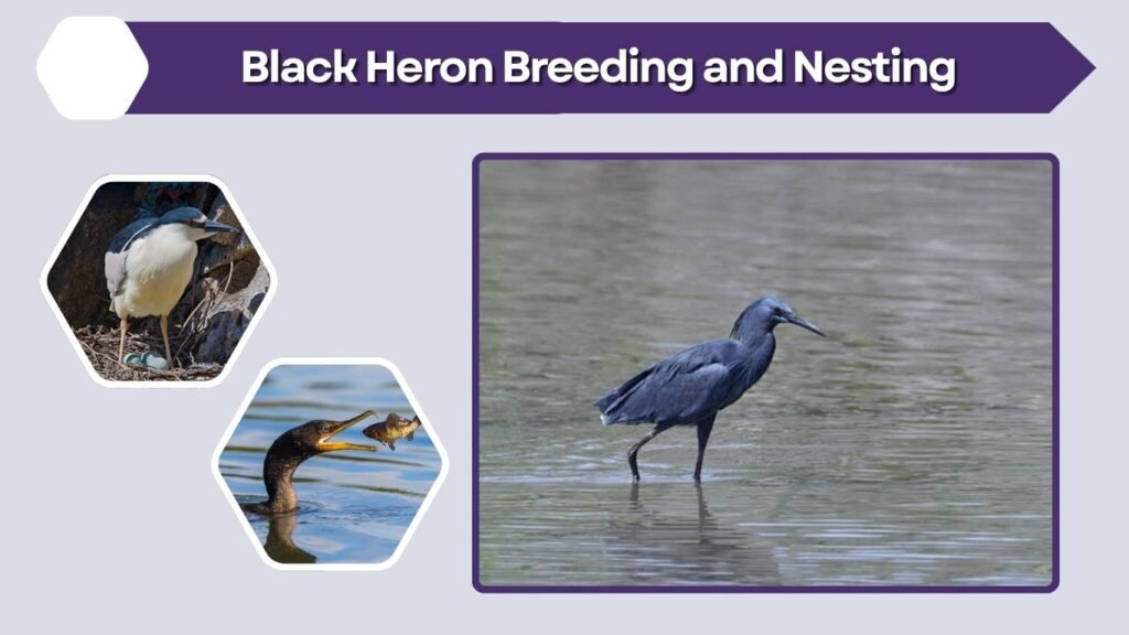 Black Heron Breeding and Nesting