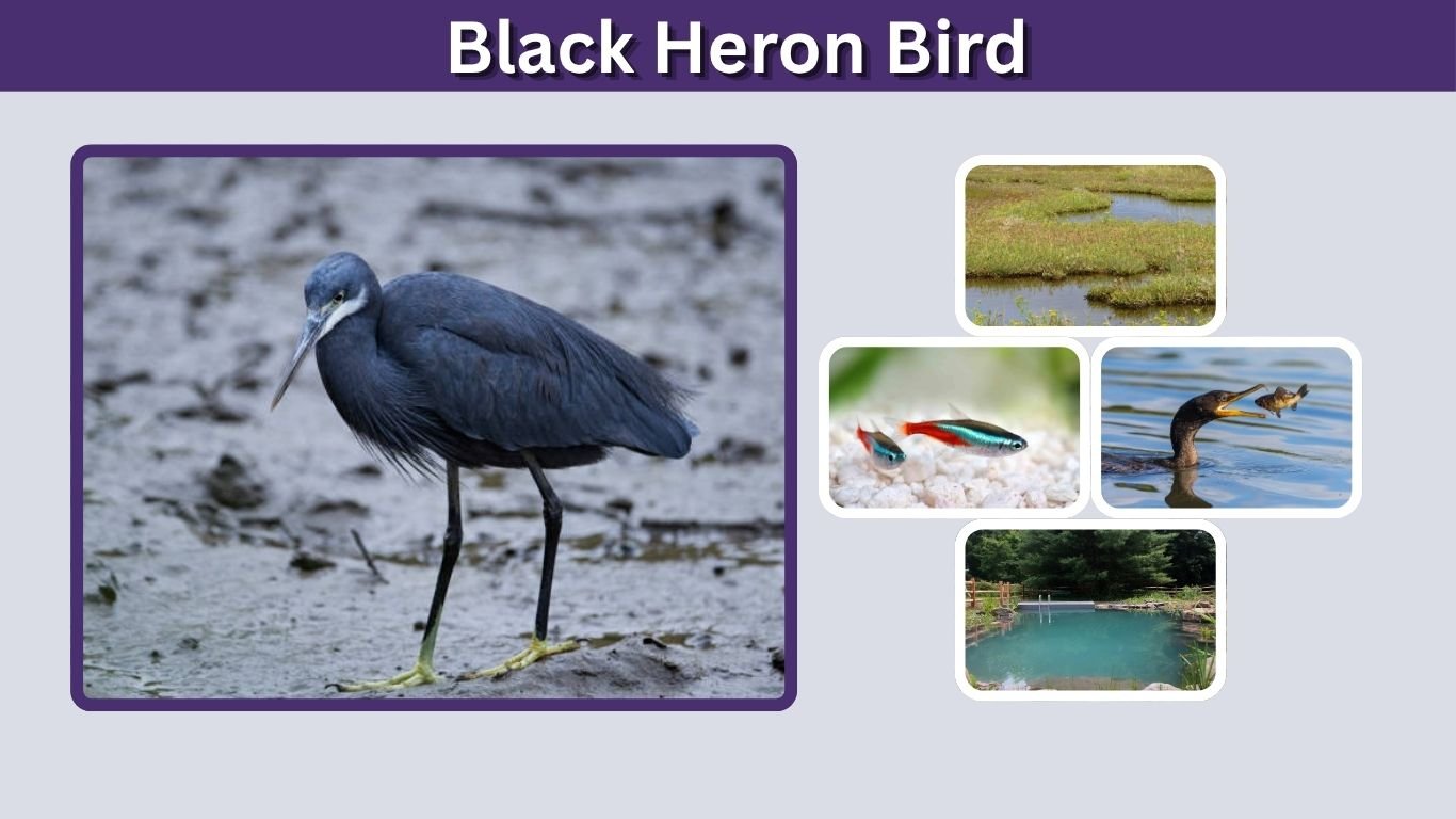Black Heron Bird: Size, Habitat, Diet and Behavior