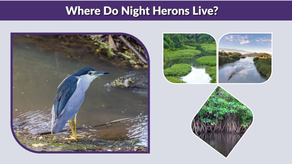 Where Do Night Herons Live?