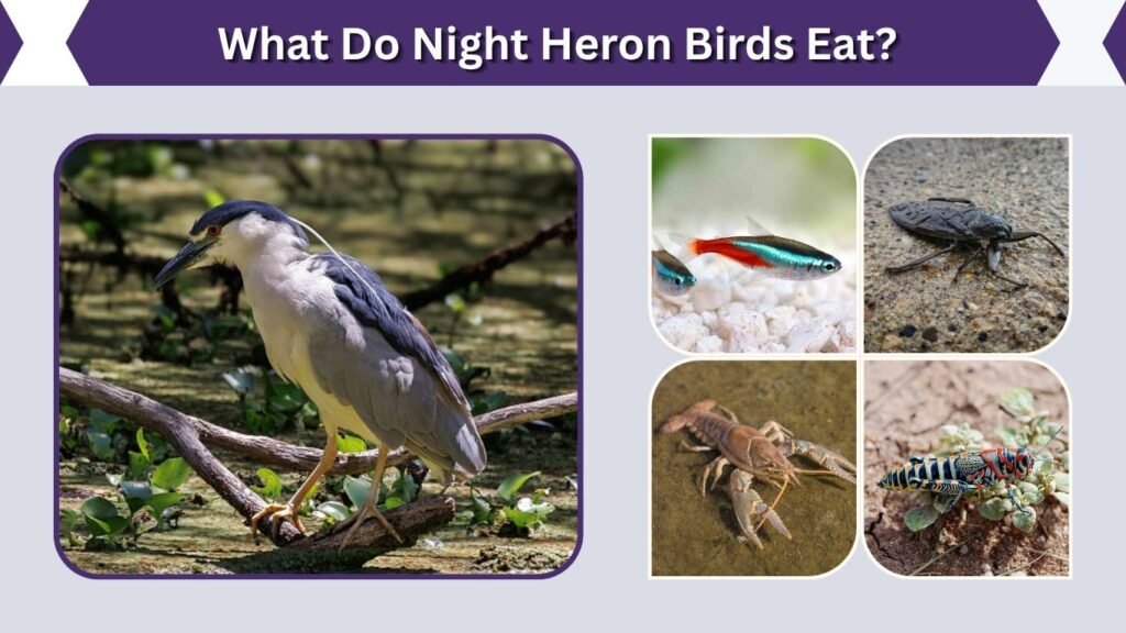 What Do Night Heron Birds Eat?
