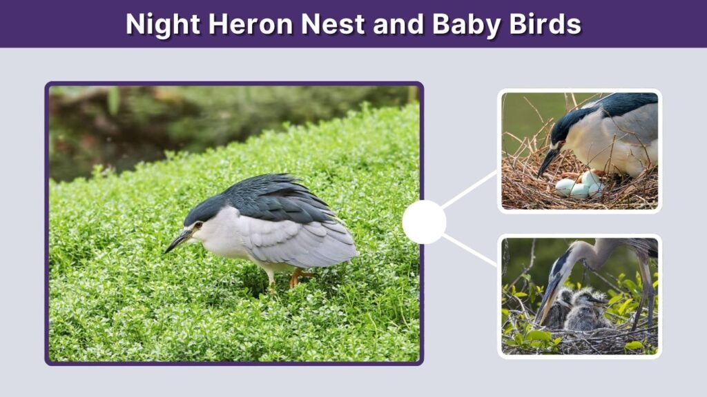 Night Heron Nest and Baby Birds