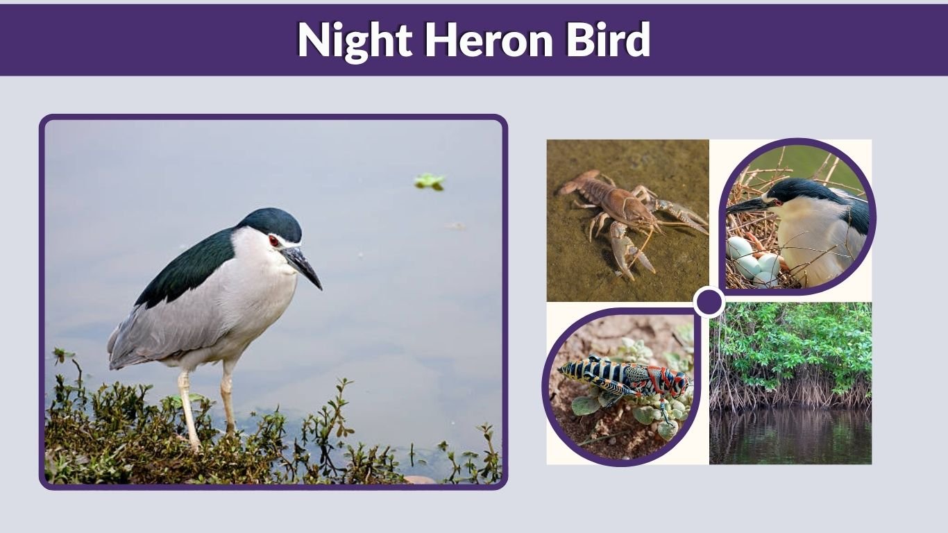 Night Heron Bird: Identification, Diet, Habitat, and Calls
