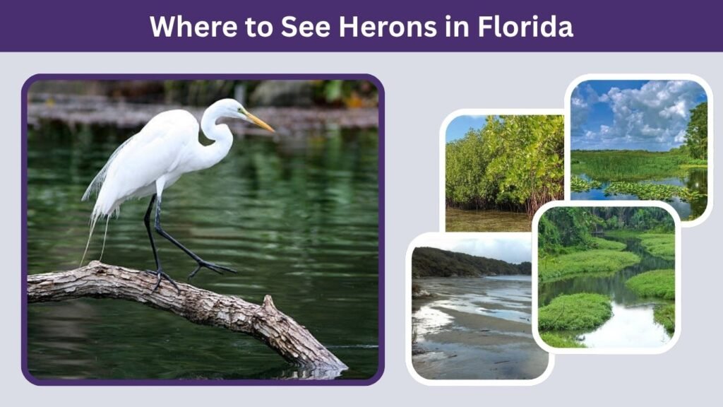 Where to See Herons in Florida