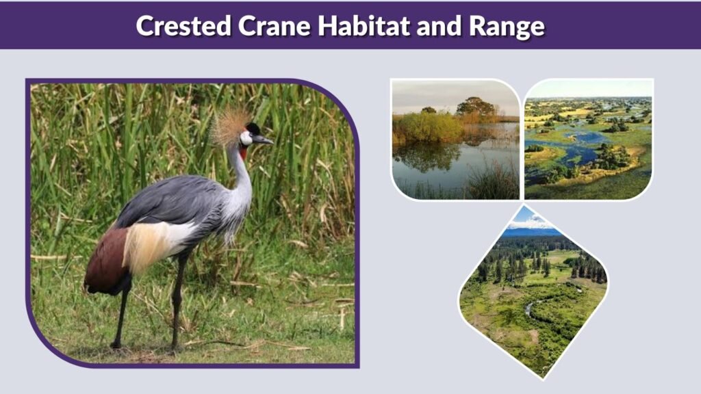 Crested Crane Habitat and Range