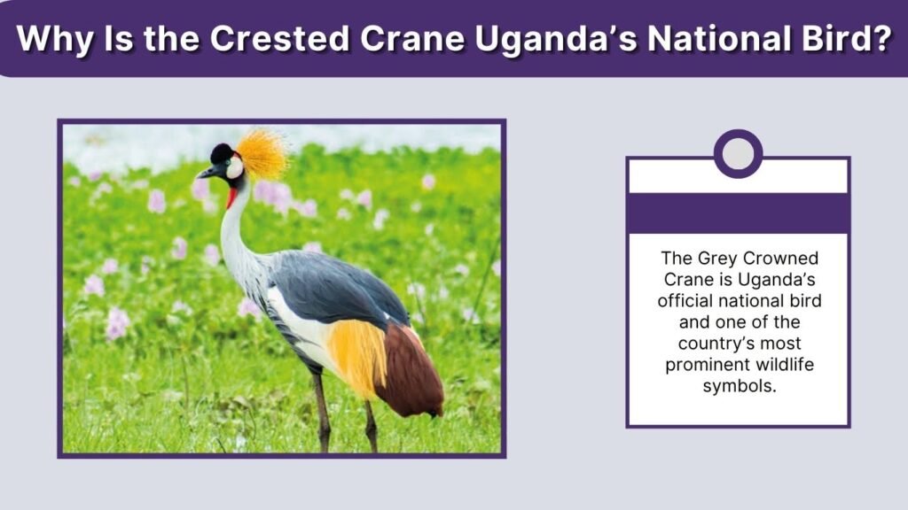 Why Is the Crested Crane Uganda’s National Bird?
