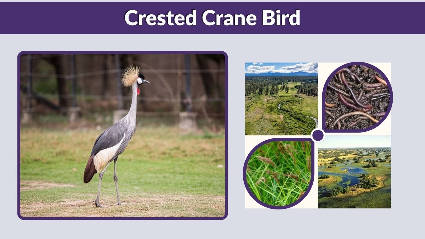 Crested Crane Bird: Uganda’s National Bird, Habitat and Facts