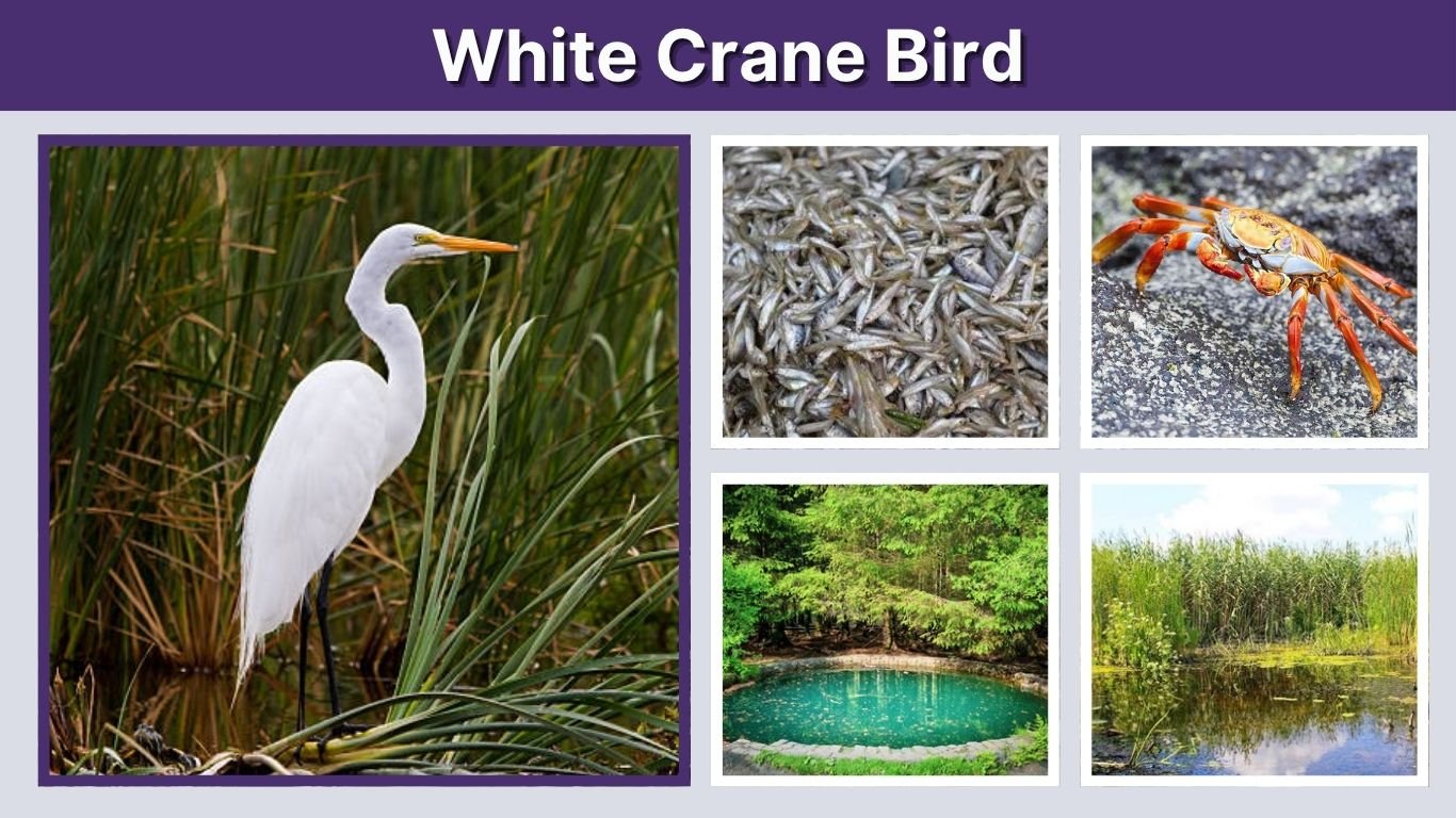 White Crane Bird: Species, Identification and Meaning