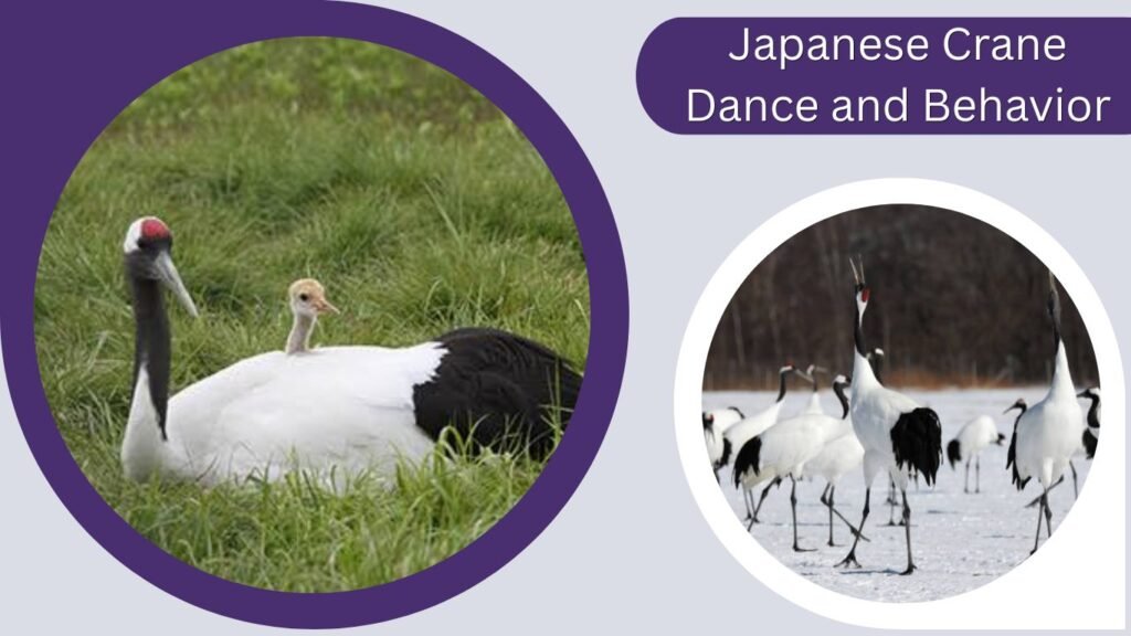 Japanese Crane Dance and Behavior