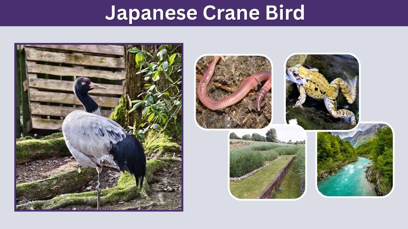 Japanese Crane Bird: Habitat, Diet, Meaning and Facts