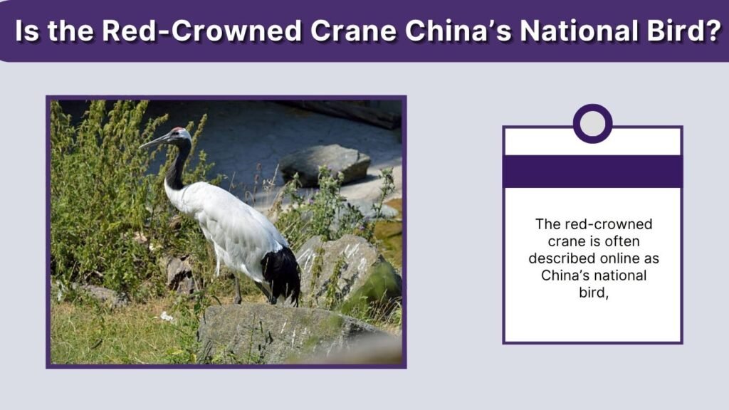Is the Red-Crowned Crane China’s National Bird?