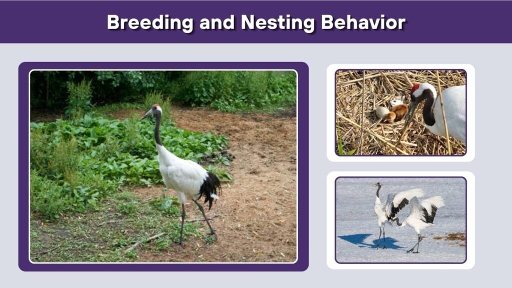 Breeding and Nesting Behavior