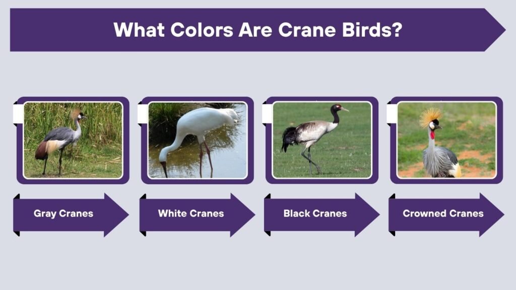 What Colors Are Crane Birds?