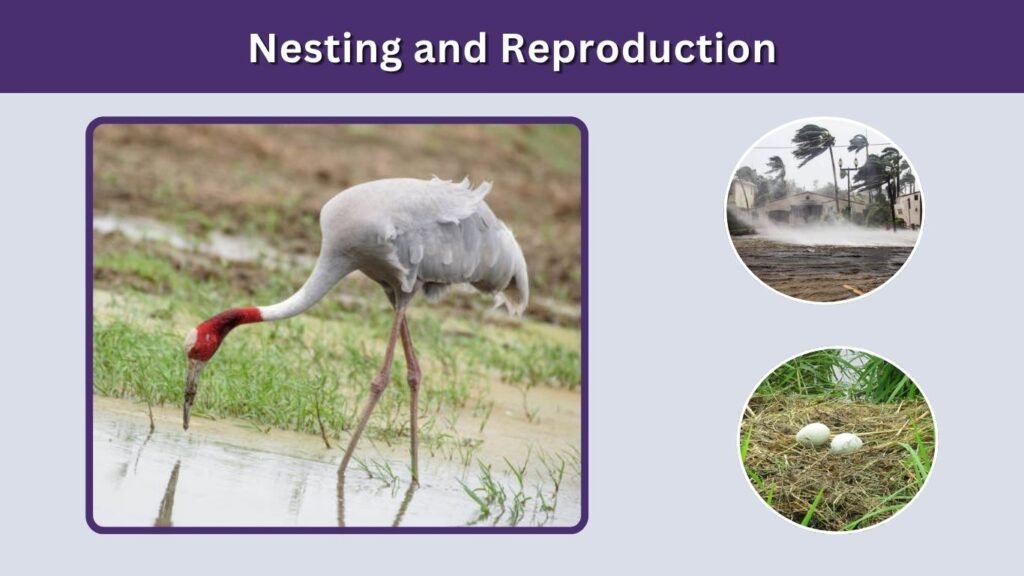 Nesting and Reproduction