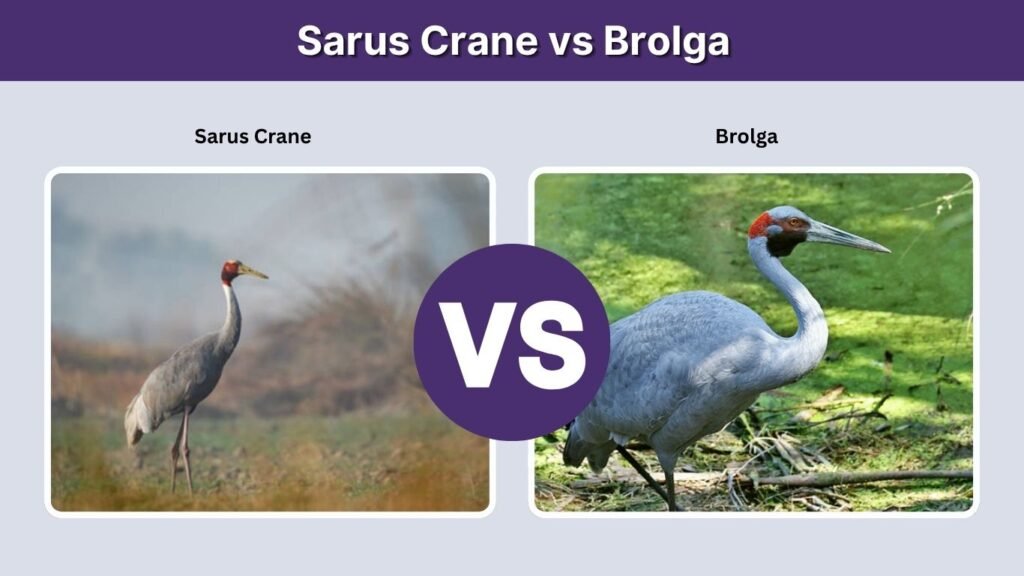 Sarus Crane vs Brolga