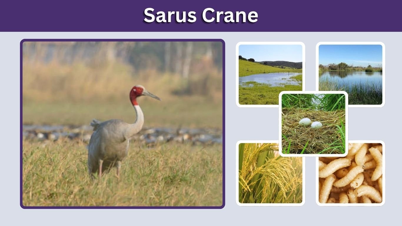 Sarus Crane: Height, Habitat, Diet, Lifespan, and Facts