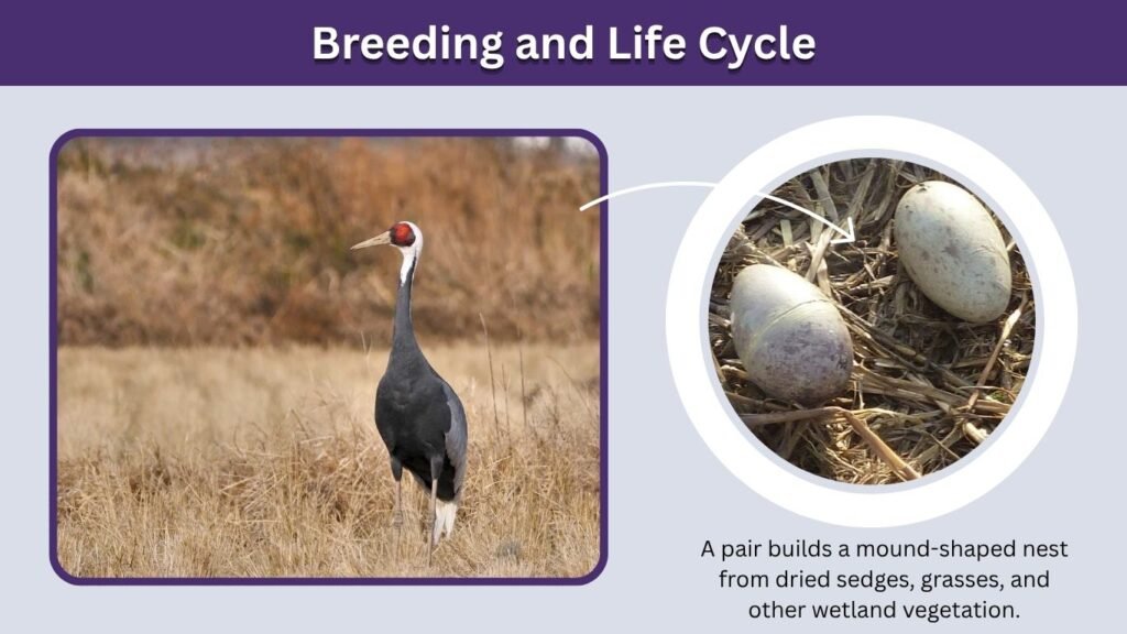 Breeding and Life Cycle