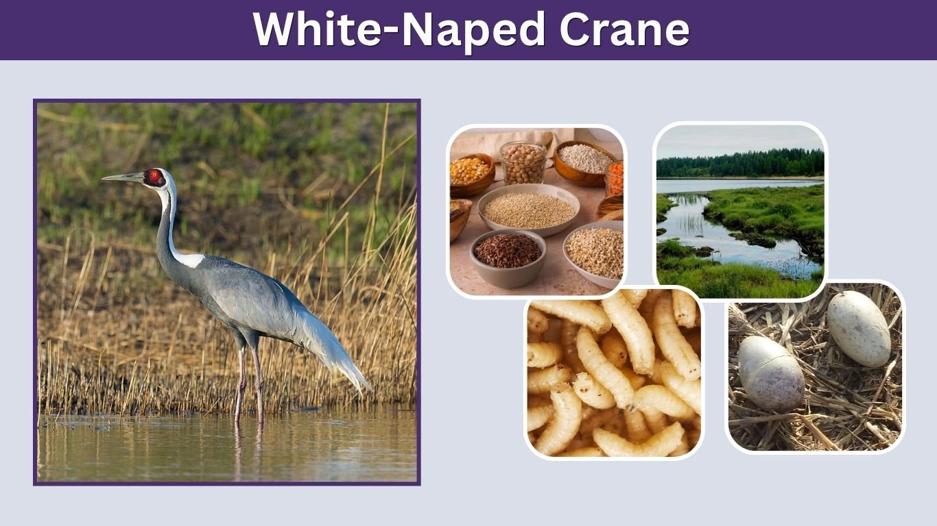 White-Naped Crane: Habitat, Diet, Lifespan and Facts