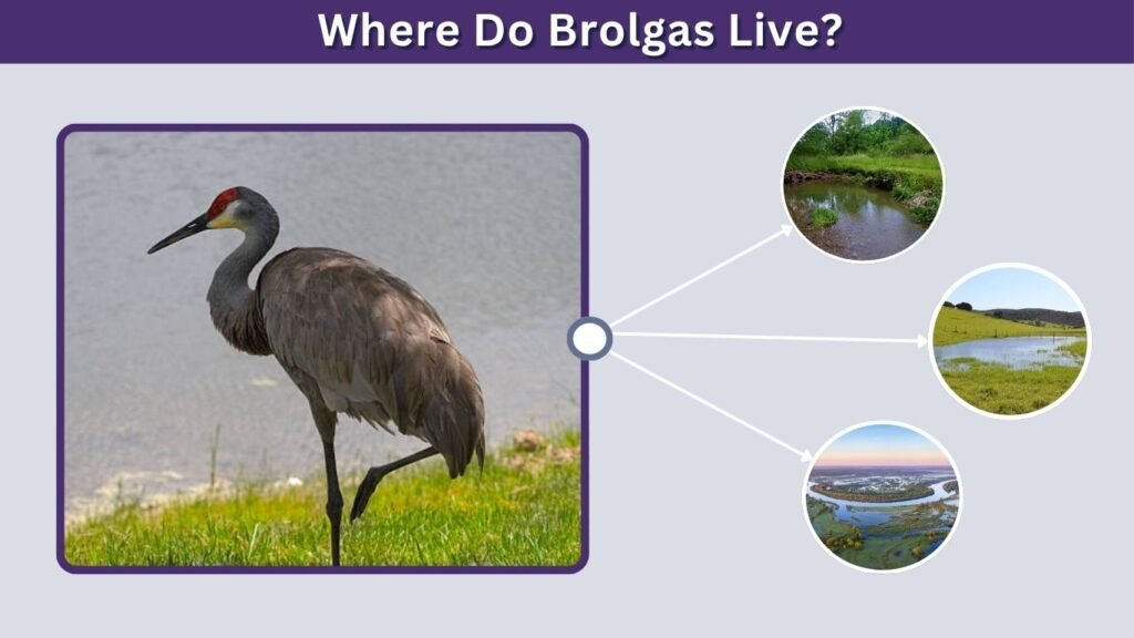 Where Do Brolgas Live?