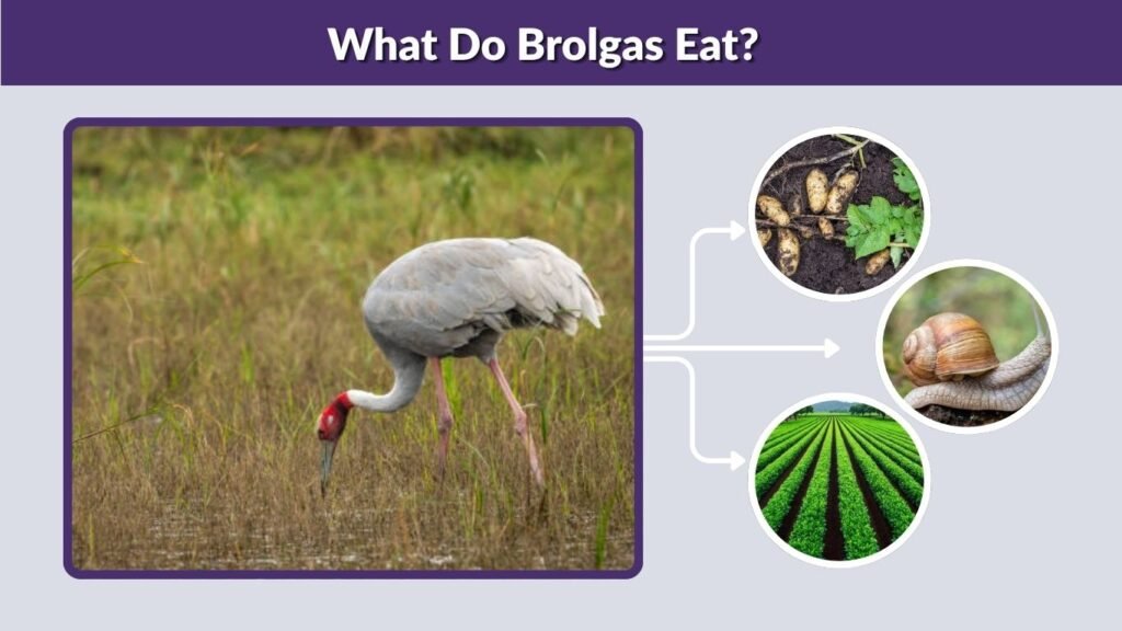 What Do Brolgas Eat?