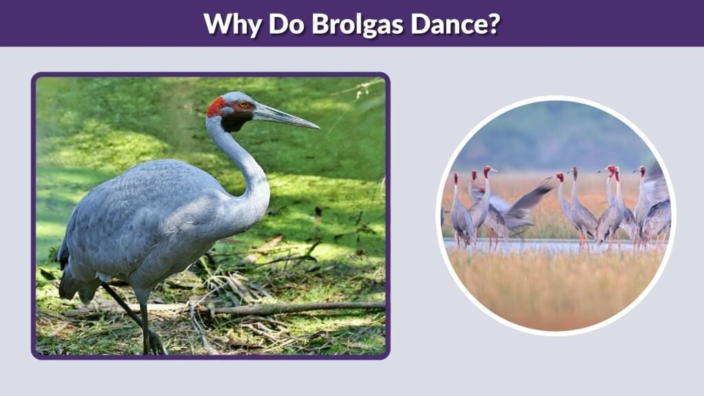 Why Do Brolgas Dance?