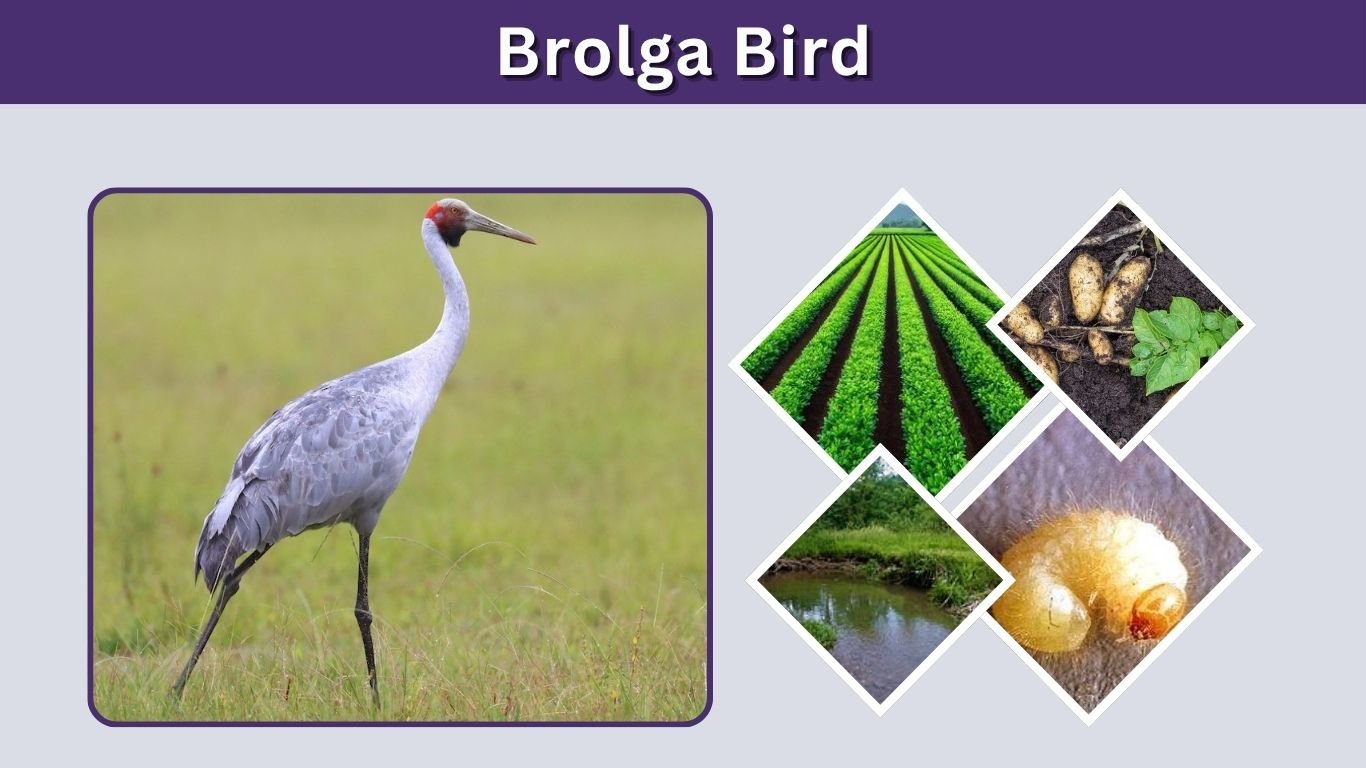 Brolga Bird: Size, Habitat, Diet, Dance and Facts