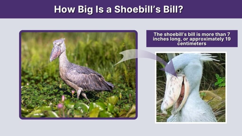 How Big Is a Shoebill’s Bill?