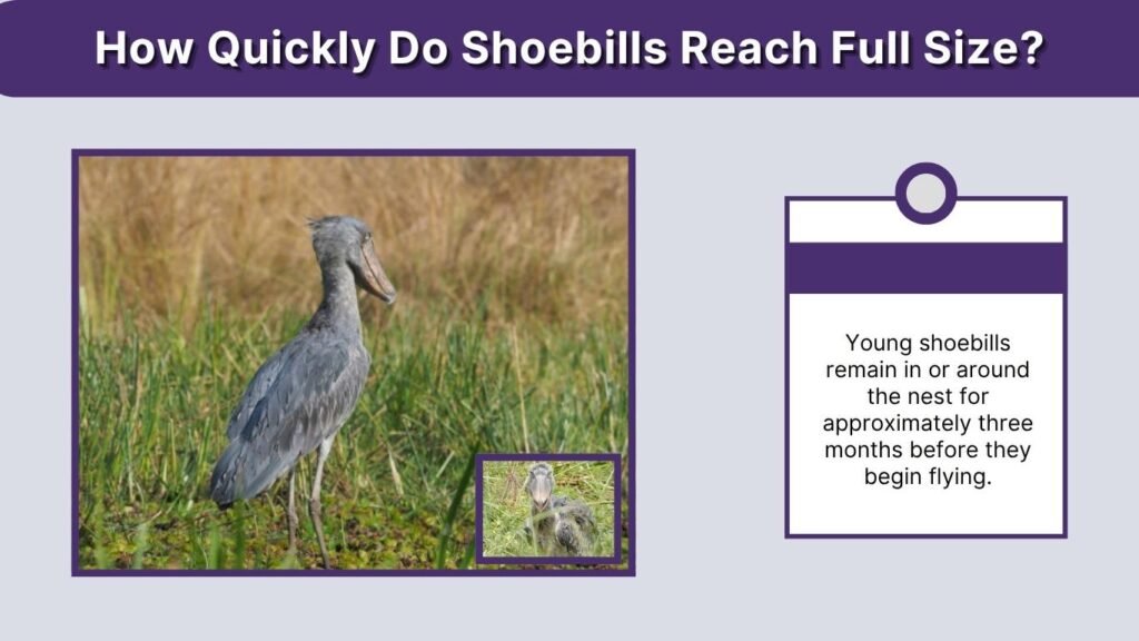 How Quickly Do Shoebills Reach Full Size?