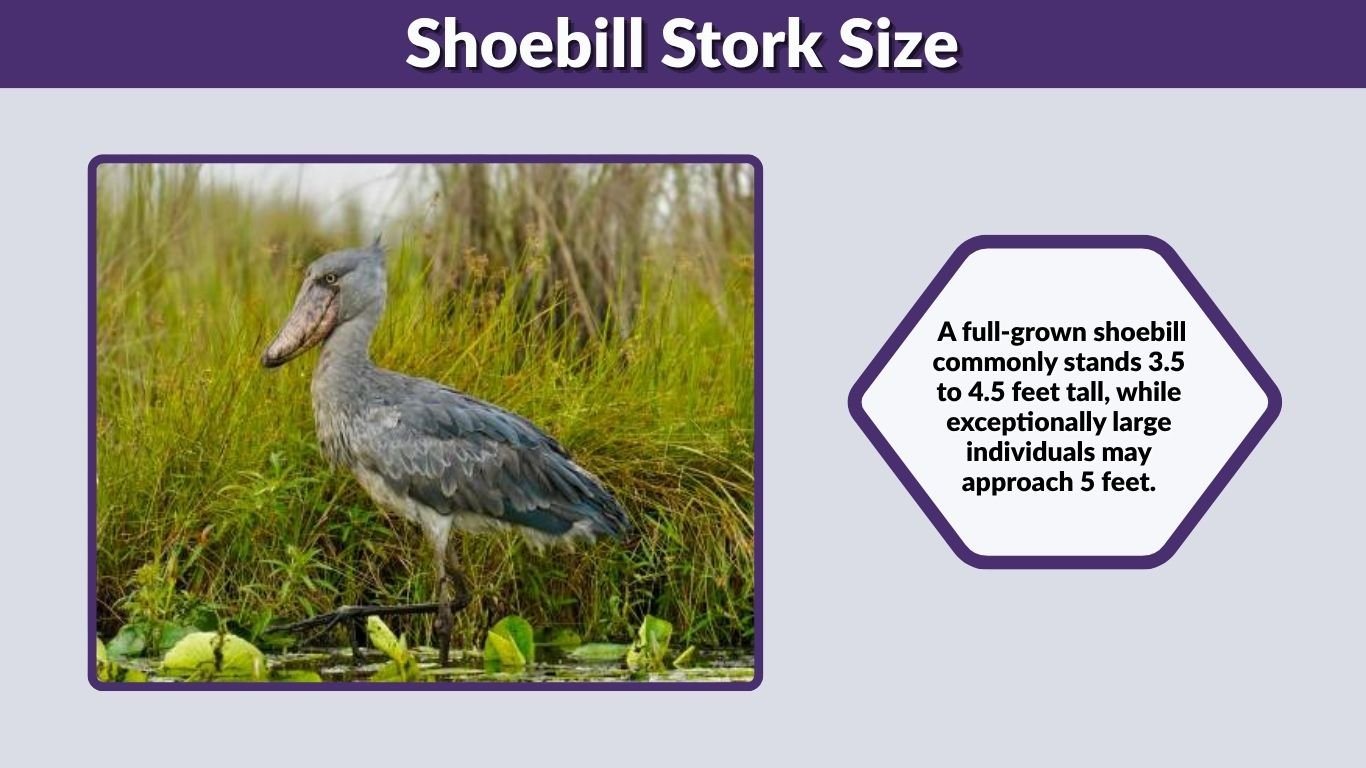Shoebill Stork Size: Height, Weight, and Human Comparison