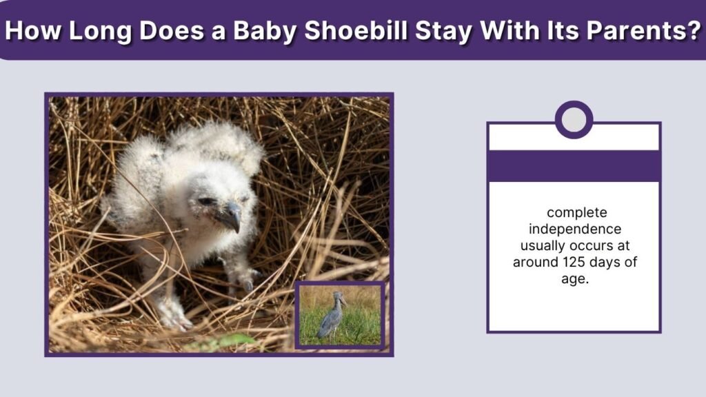 How Long Does a Baby Shoebill Stay With Its Parents?