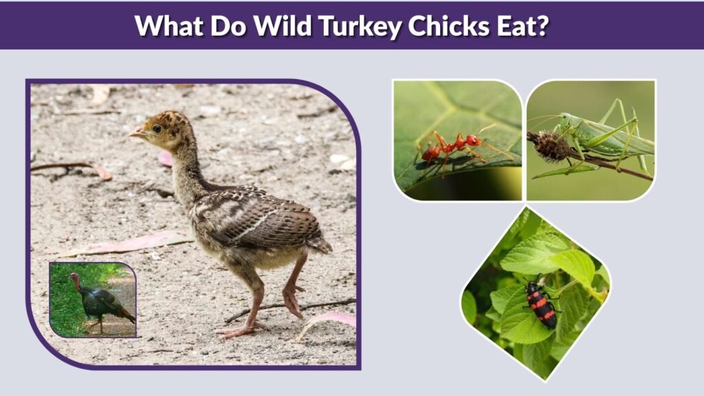 What Do Wild Turkey Chicks Eat?