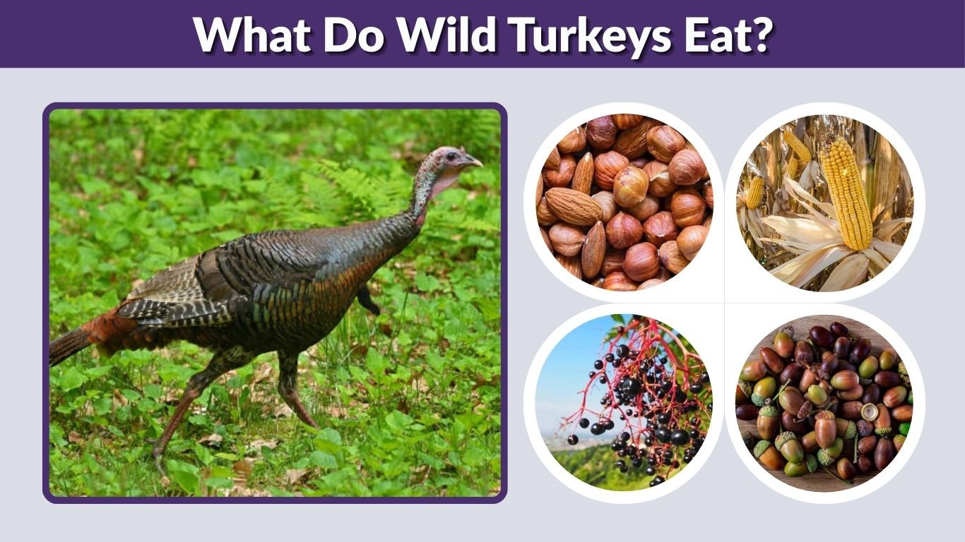What Do Wild Turkeys Eat? 10 Common Foods