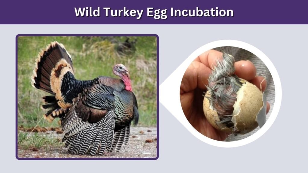 Wild Turkey Egg Incubation