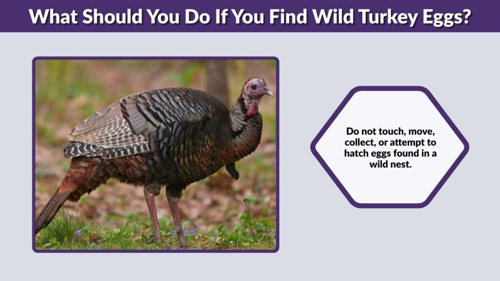 What Should You Do If You Find Wild Turkey Eggs?