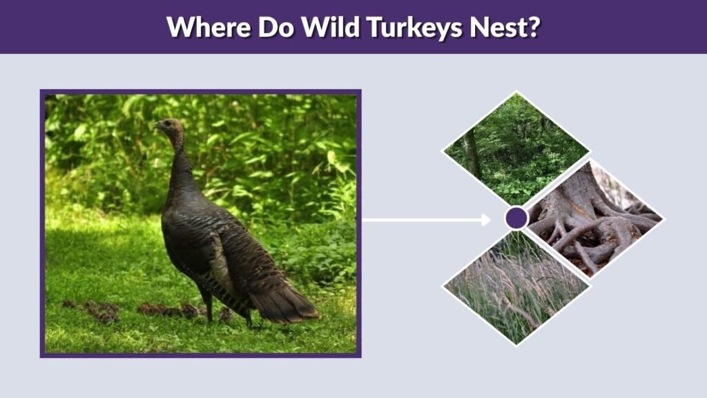 Where Do Wild Turkeys Nest?