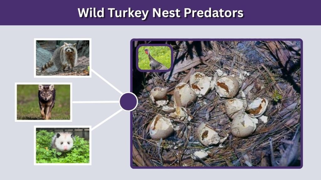 Wild Turkey Nest Predators