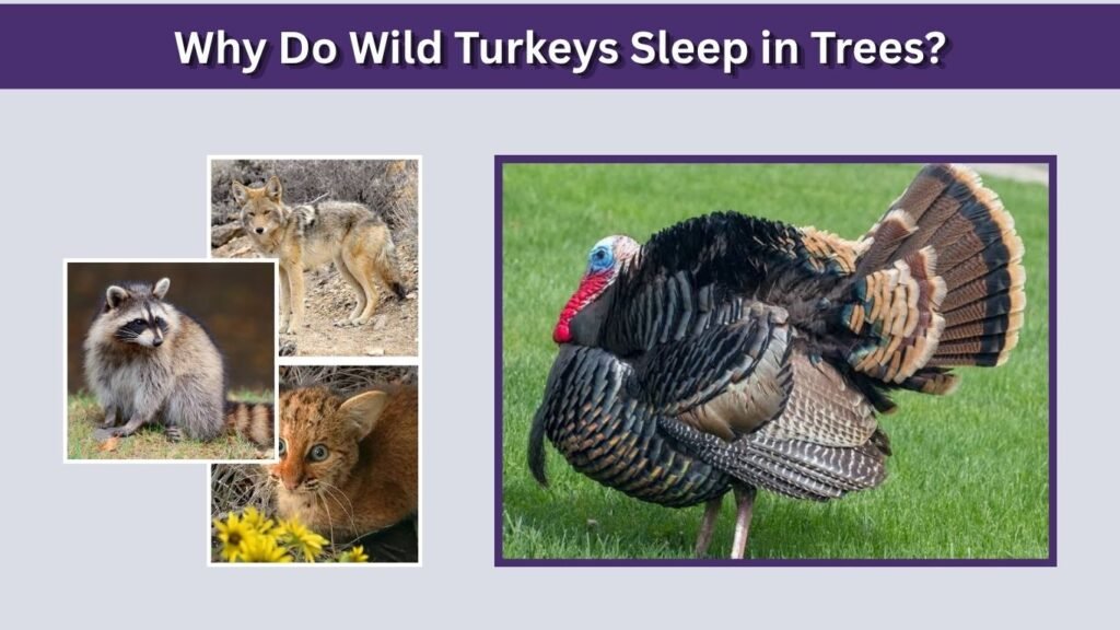 Why Do Wild Turkeys Sleep in Trees?