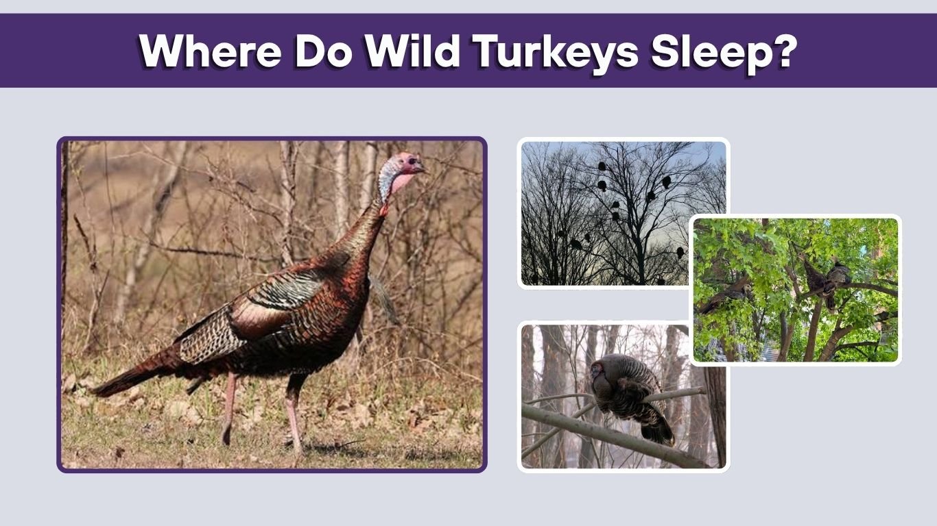 Where Do Wild Turkeys Sleep? Nighttime Roosting Habits