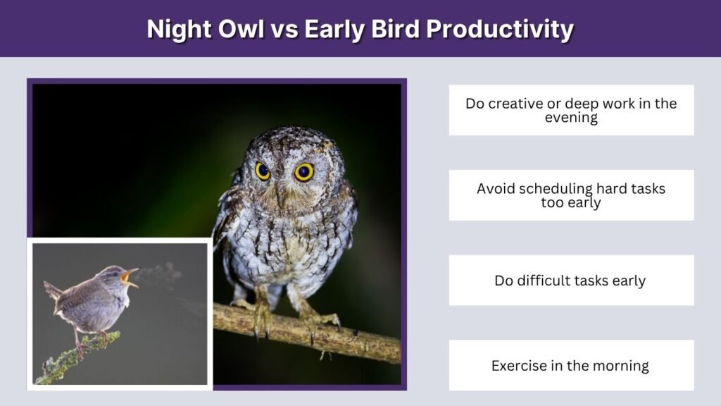 Night Owl vs Early Bird Productivity