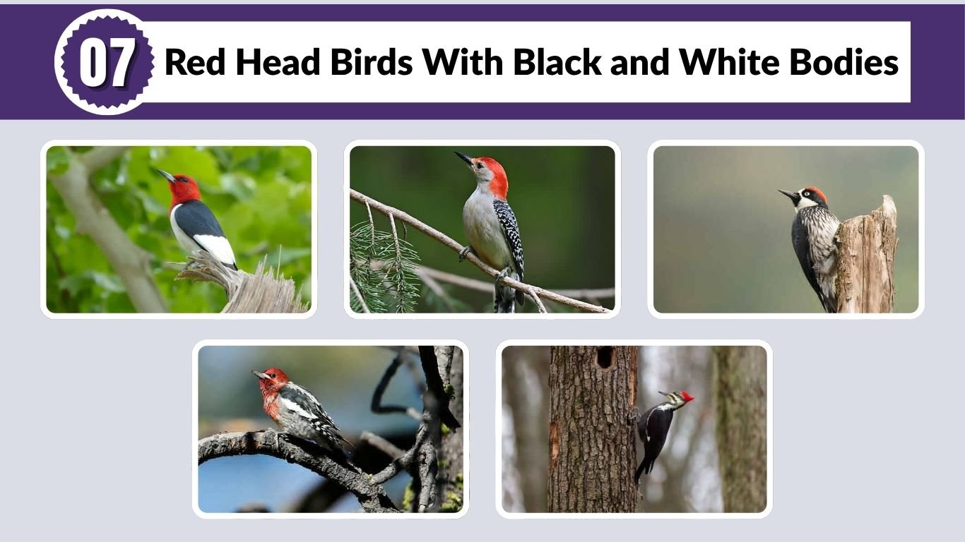 7 Red Head Birds With Black and White Bodies
