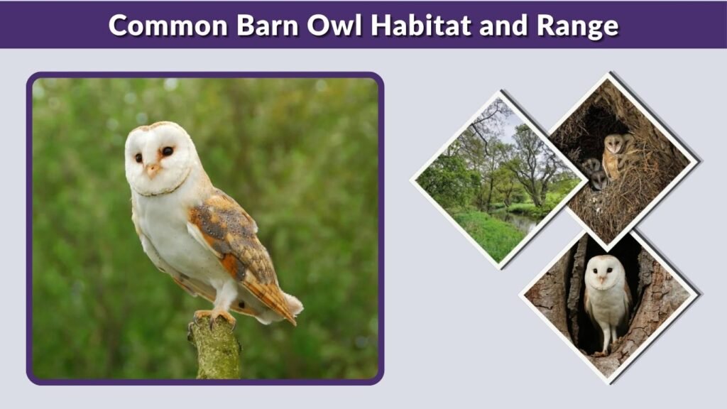 Common Barn Owl Habitat and Range
