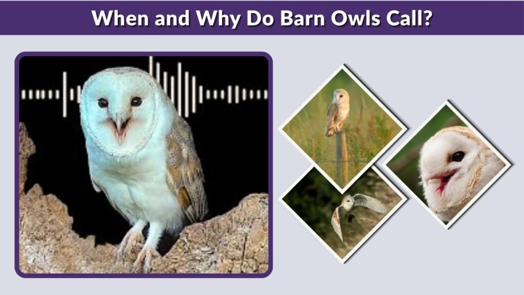 When and Why Do Barn Owls Call?