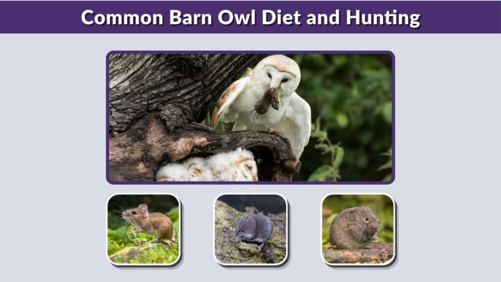 Common Barn Owl Diet and Hunting