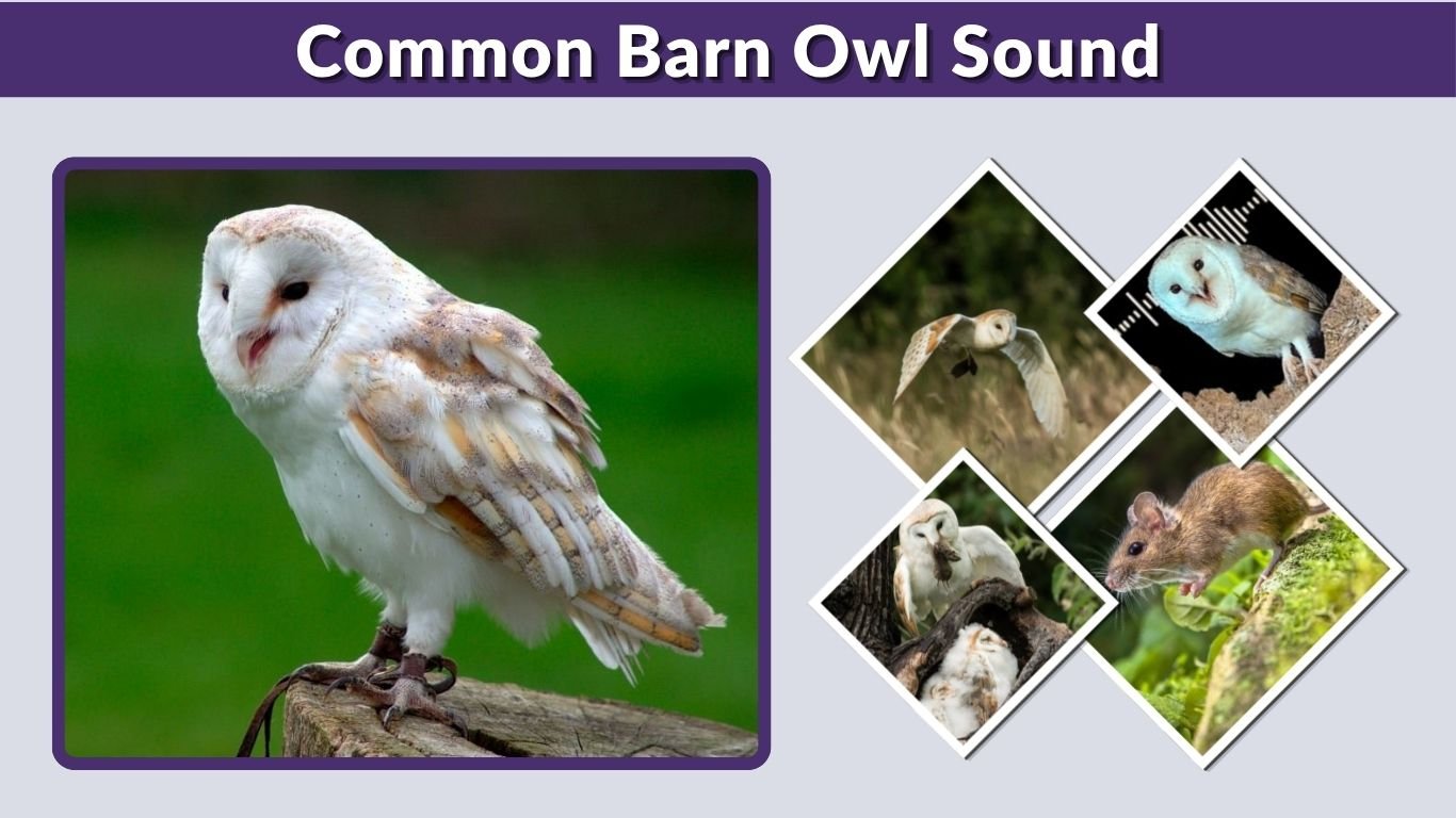 Common Barn Owl Sound: Calls, Screeches, and Their Meanings