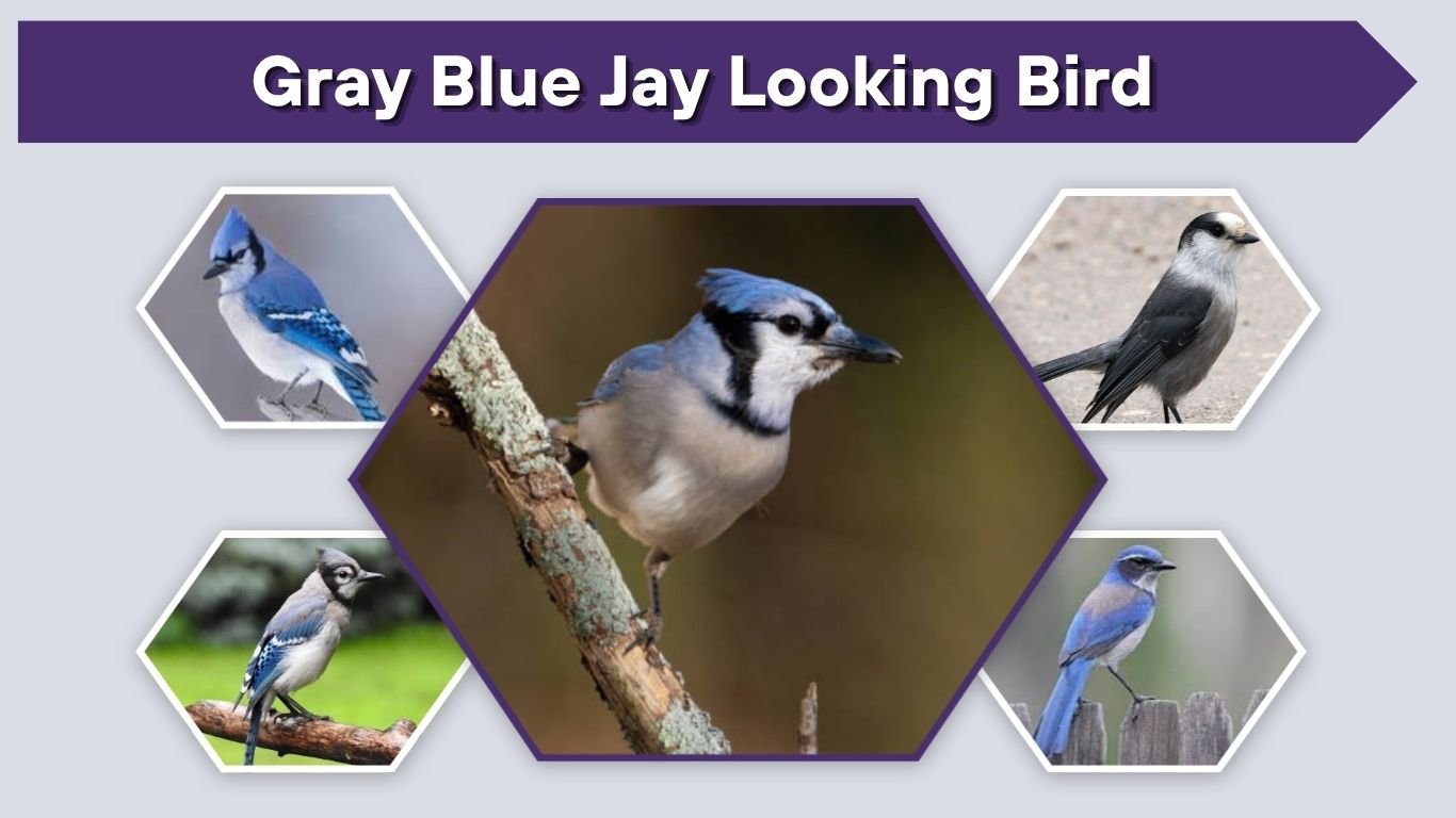 Gray Blue Jay Looking Bird: Common Birds to Identify