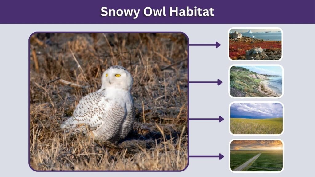 Snowy Owl Habitat